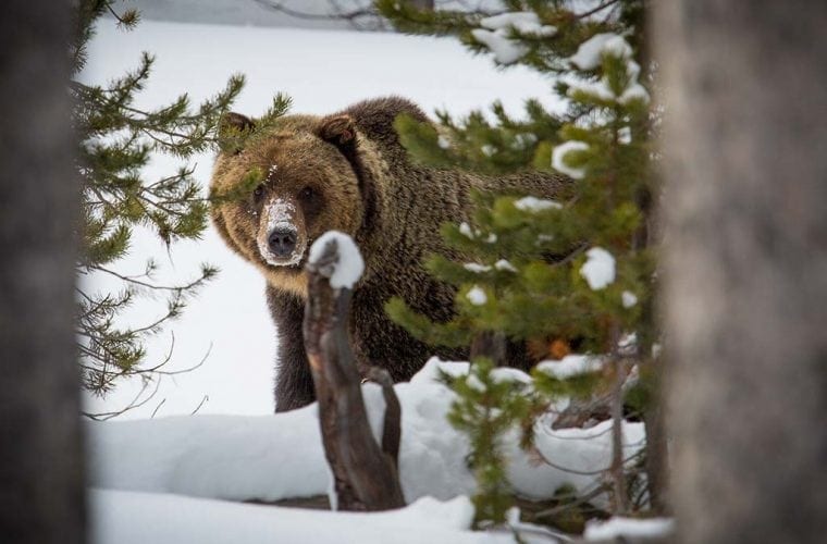 Sign-up today to show opposition for egregious wildlife bills in Montana legislature