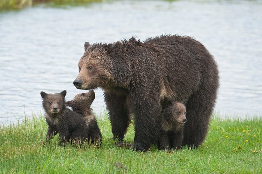 grizzly-and-cubs-in-yellowstone-Sam-Parks-WildEarth-Guardians