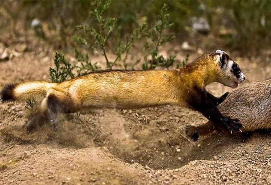 black-footed ferret usfws wildearth guardians