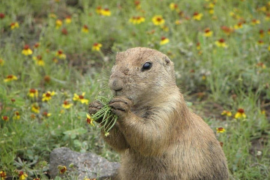 black-tailed prairie dog david hardy flickr wildearth guardians