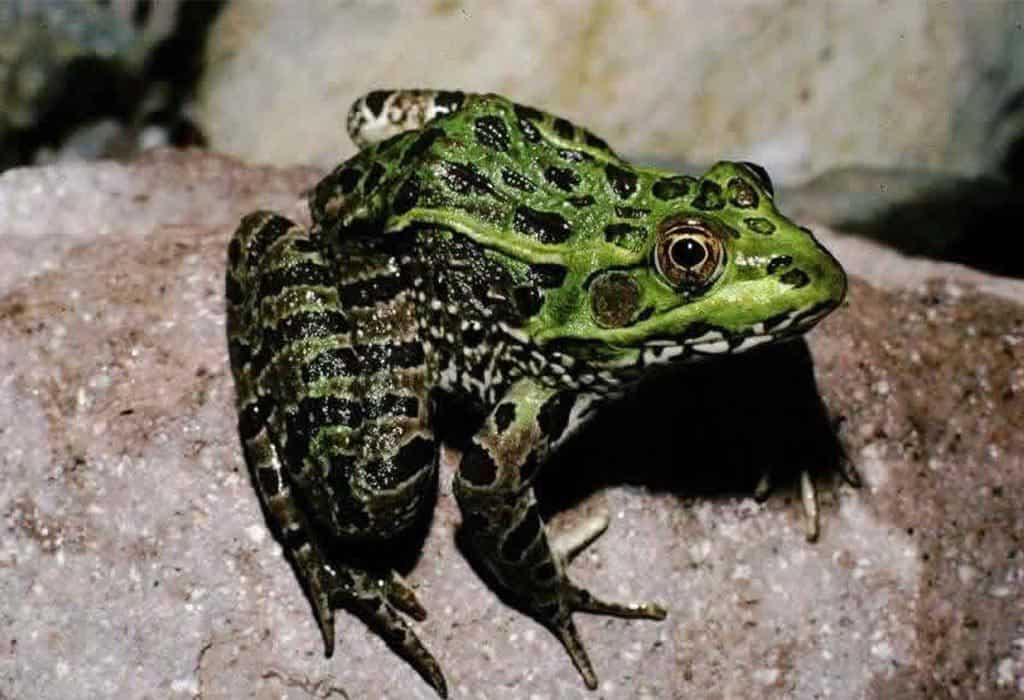 chiricahua leopard frog jim rorabaugh usfws wildearth guardians