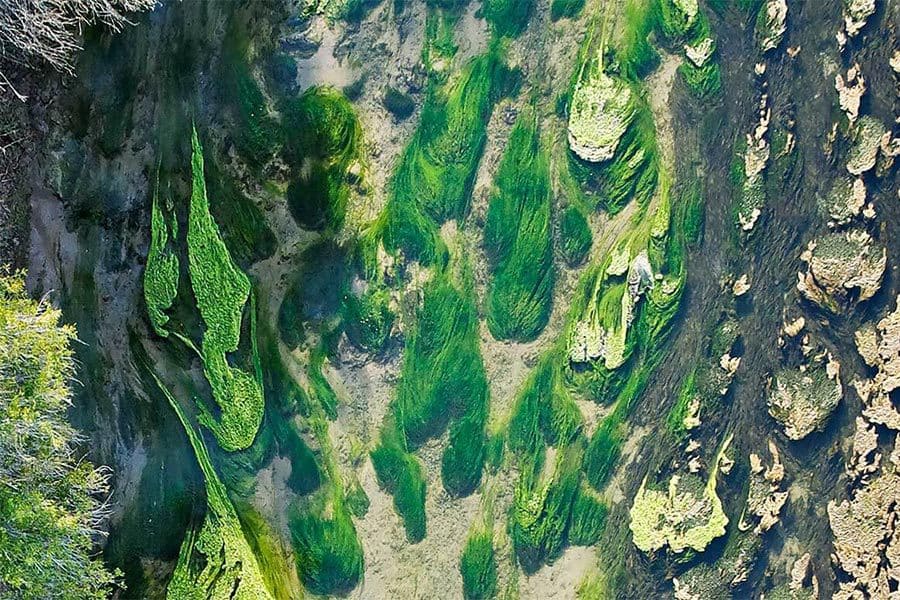rio grande algae bloom adriel heisey wildearth guardians