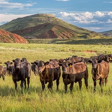 herd of cattle wildearth guardians