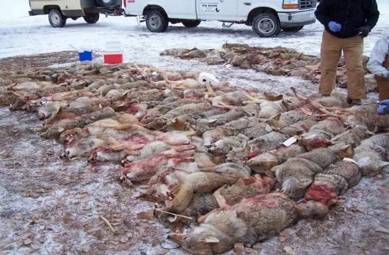 coyote kills killing contest wildearth guardians