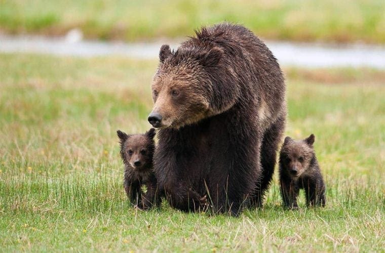grizzly bear with cubs sam parks wildearth guardians