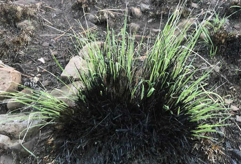burned grass regrowth wildearth guardians