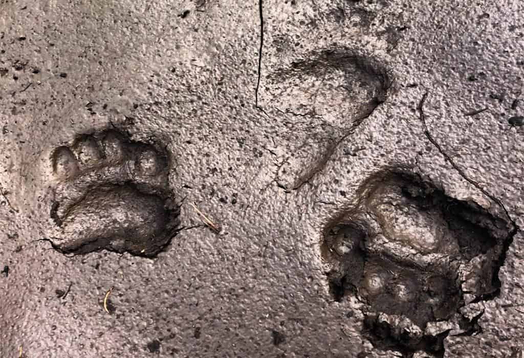 lion prints in mud wildearth guardians