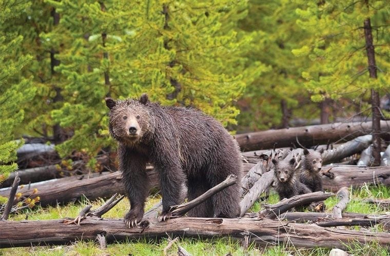 grizz cubs log sam parks wildearth guardians