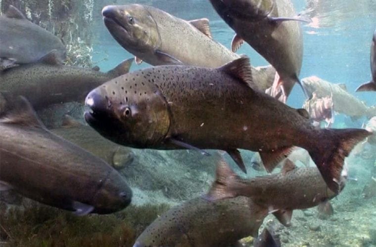 spring chinook michael humling usfws wildearth guardians