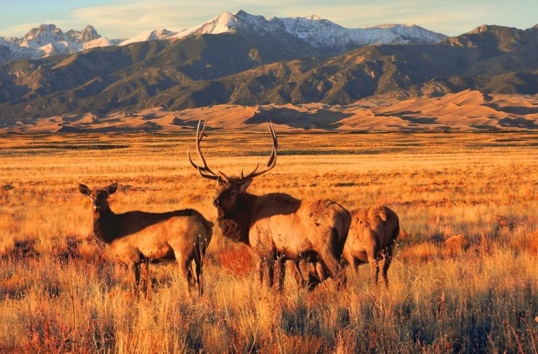 Elk and lynx among iconic wildlife in Colorado being impacted by motorized winter recreation