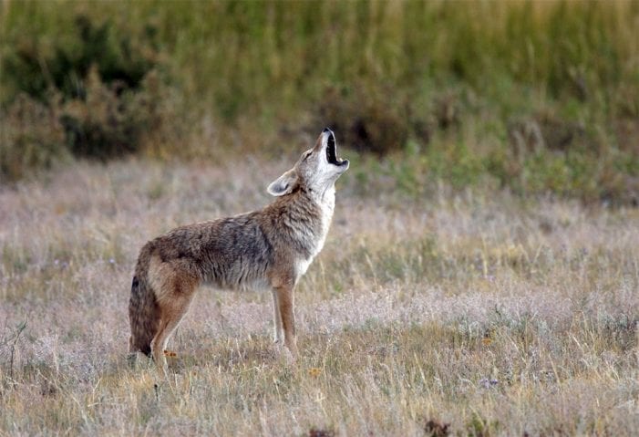 coyote howling dave jones wildearth guardians