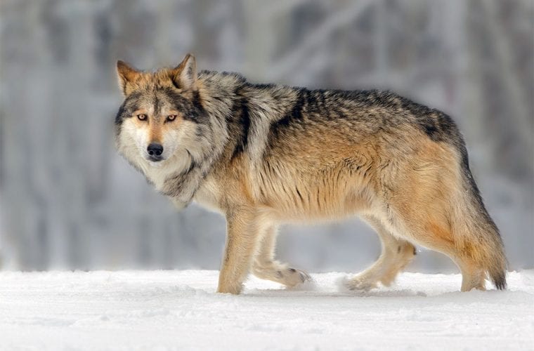 Wildness that wolves represent is undermined when they are not allowed to roam free