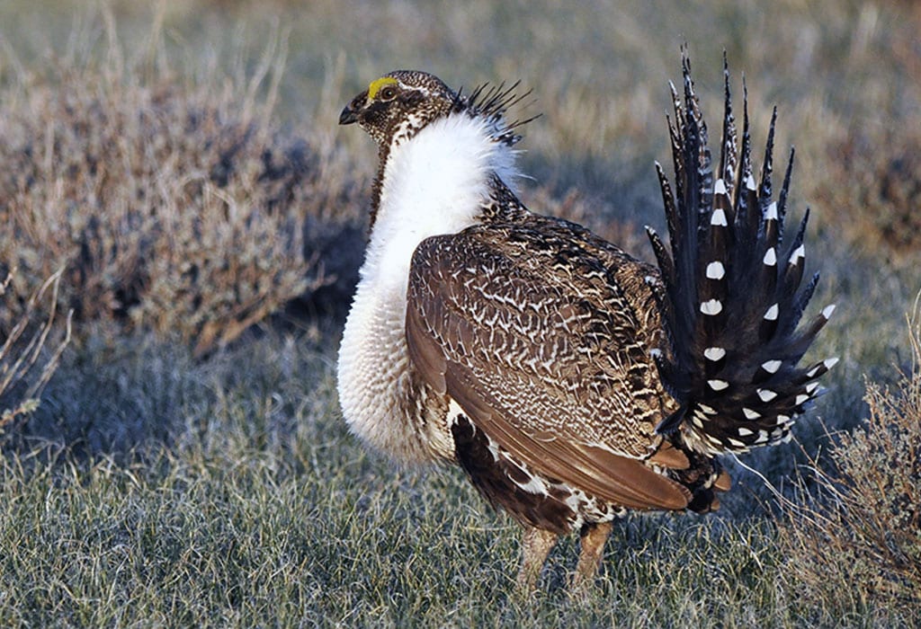 bi state sage grouse usfws flickr wildearth guardians