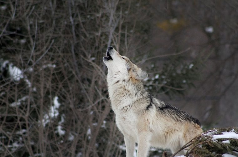 Colorado residents are howling for wolves to return
