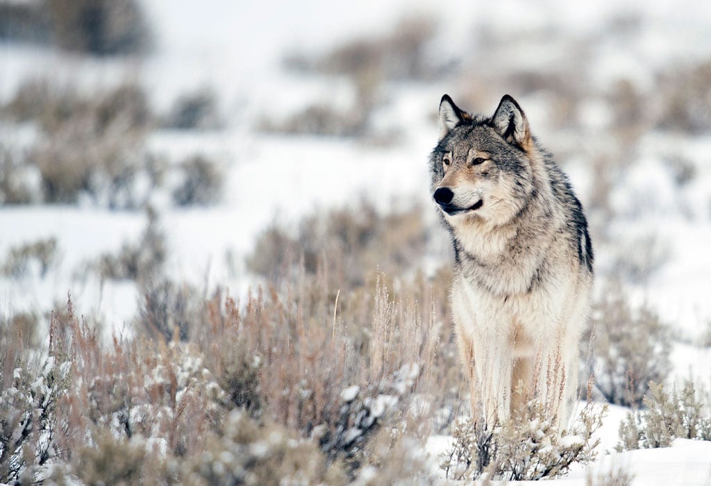 gray wolf sam parks wildearth guardians