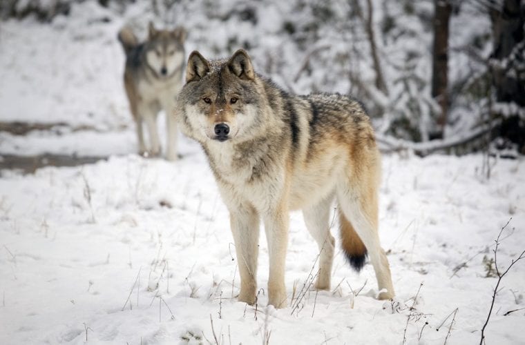 gray wolves in snow adobestock wildearth guardians