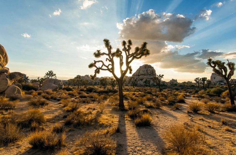 The fate of threatened Joshua Tree in limbo due to government failure to do more