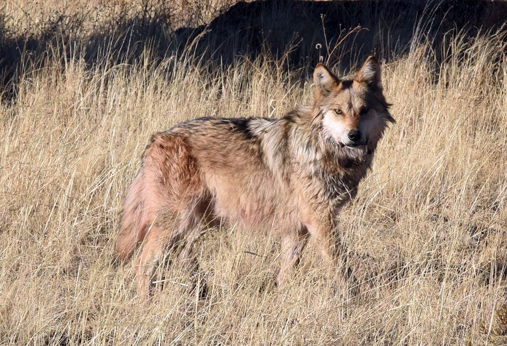 mexican wolf usfws wildearth guardians