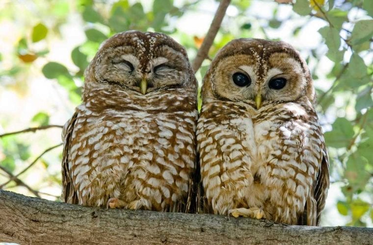 Mexican Spotted Owl 27 WildEarth Guardians credit Dave Palmer