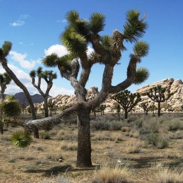 Securing Federal Protections for the Iconic Joshua Tree