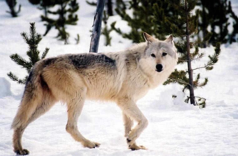 Take action for Idaho wolves