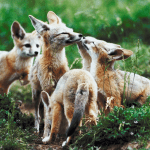 Foxes Group WildEarth Guardians