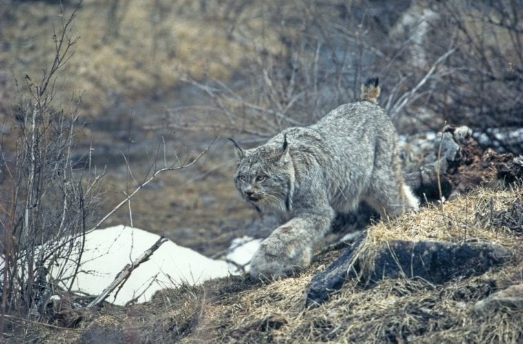 Another big win for Canada lynx