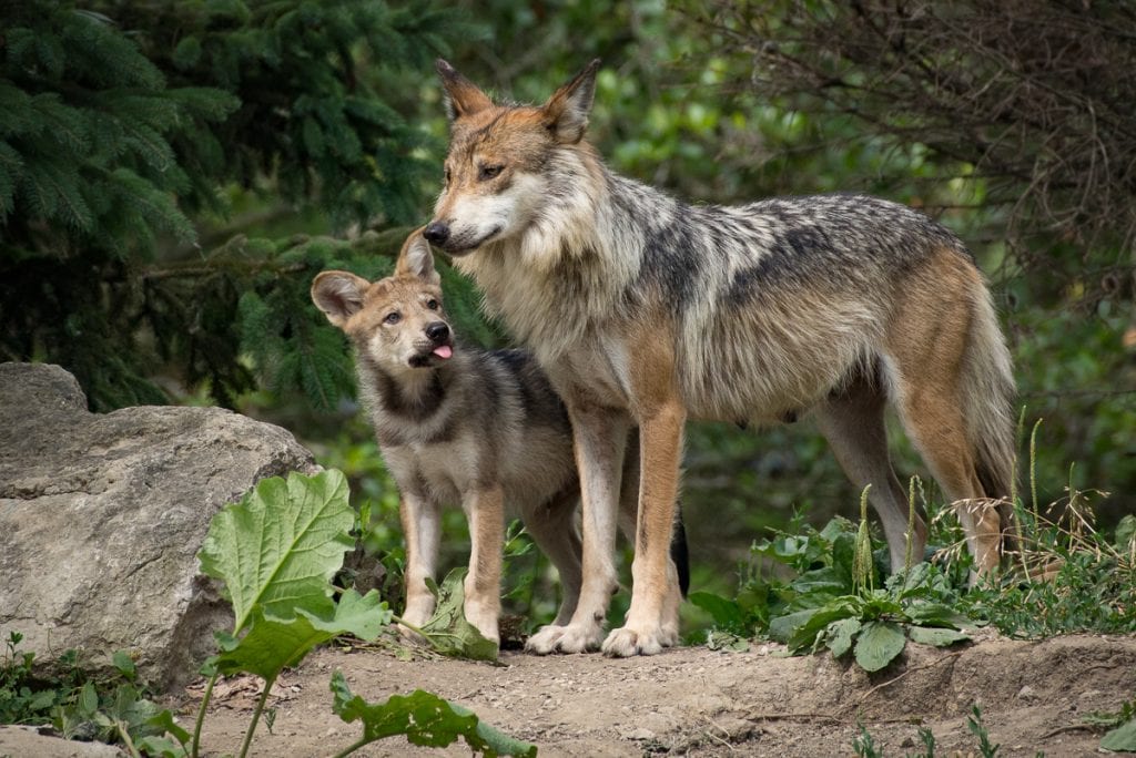 Government agents kill endangered Mexican gray wolf father threatening ...