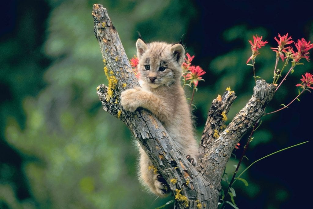 Canada-lynx