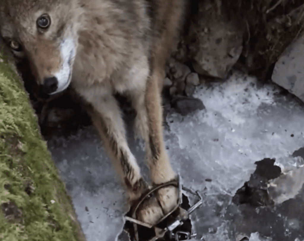 Removing a coyote from trap with catch pole. 