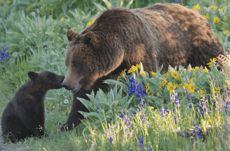 Report: Grizzly bears returning to the wild Bitterroot