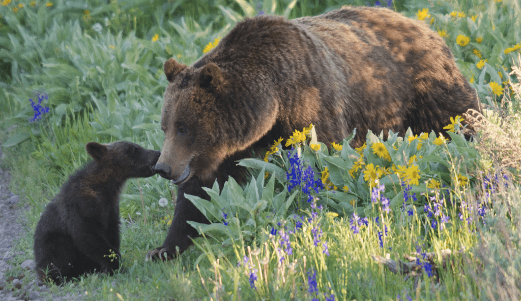 Grizzly-bear-and-cub-flowers-cropped-wildearth-guardians-sam-parks.png