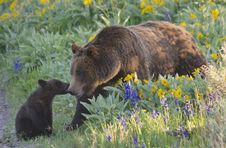 Grizzlies need your help: Tell the Forest Service to keep cows out of Wilderness