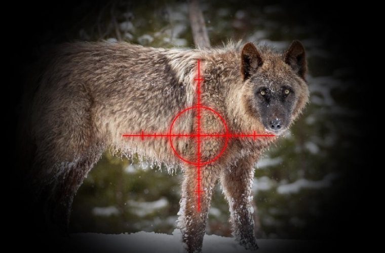 One season, 456 dead wolves: that’s the reality in Montana right now