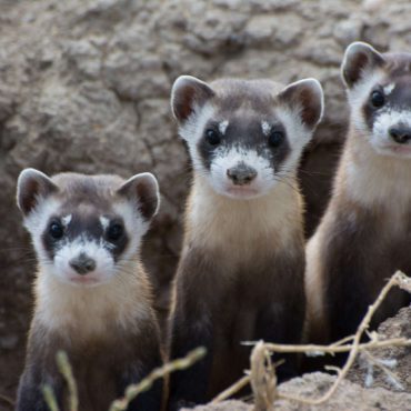 Fighting for Black-footed Ferrets