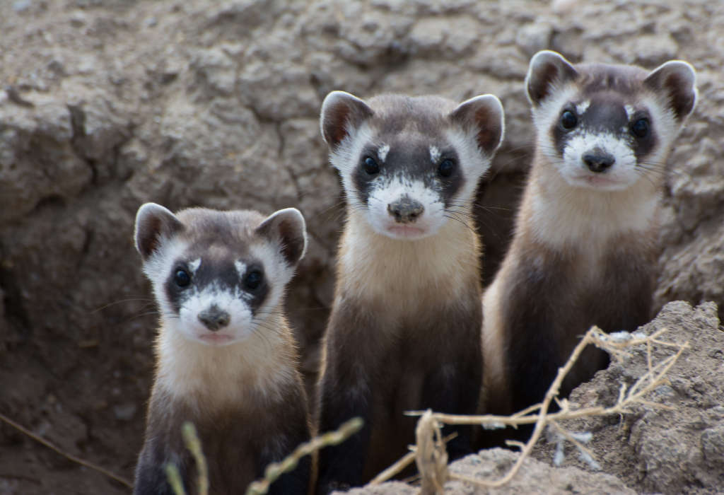 black-footed-ferret-Kimberly-Fraser-USFWS-WildEarth-Guardians