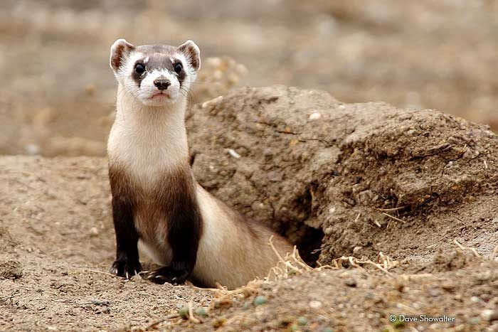 Black-foot ferret. Photo by Dave Showalter.