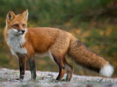 Protecting the endangered Sierra Nevada red fox