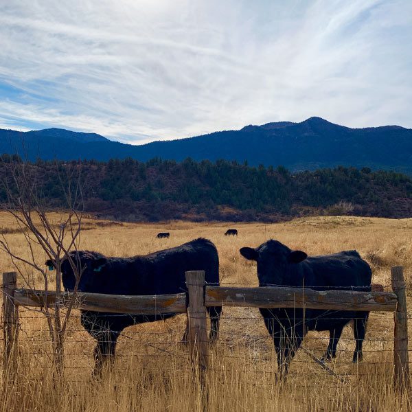 cattle wildearth guardians