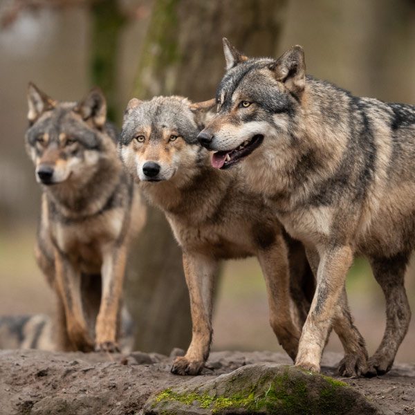 wolf pack wildearth guardians
