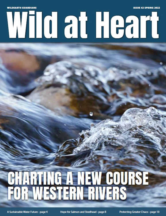 Wild at Heart #42 cover