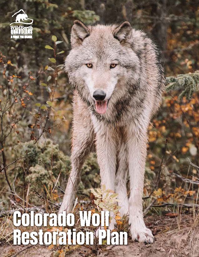 Colorado Wolf Plan 2022