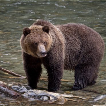 Protecting crucial grizzly bear habitat in Montana’s oldest forests