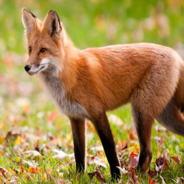 Stepping up to protect Sierra Nevada red fox, other wildlife from motorized winter travel