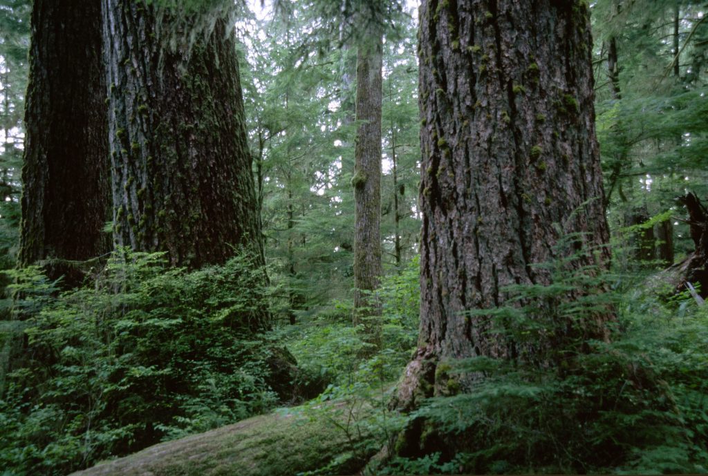 Old-growth forest on the Mt. Hood National Forest, Oregon. Photo by U.S. Forest Service.