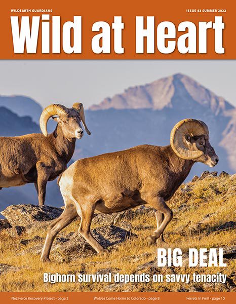 Wild at Heart #43 cover