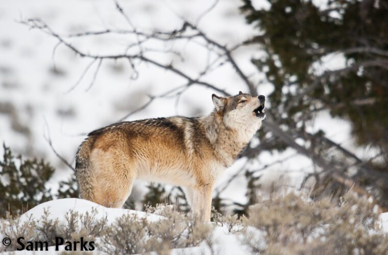Yellowstone wolves in Montana get some breathing room
