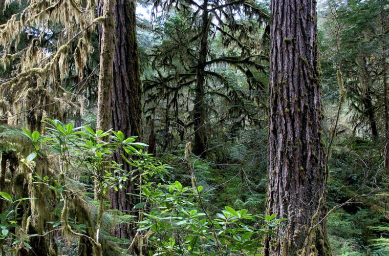 The importance of mature and old-growth forests