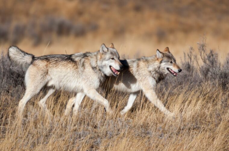 Webinar: Wolves in the West – The Fight Continues