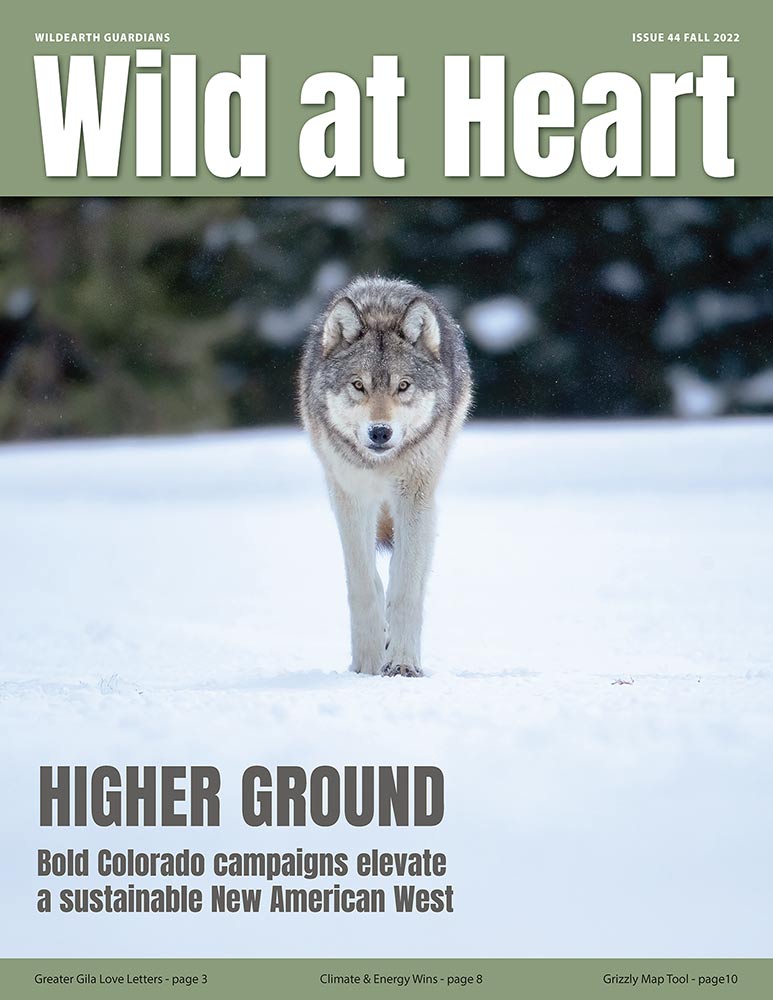 Wild at Heart #44 cover
